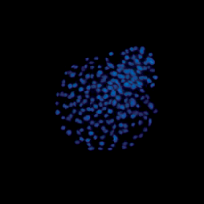 morfology-blue.png morfology-blue.png